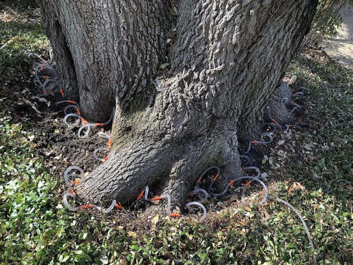 Detailed Tree Cabling and Bracing job site in Germantown